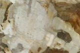 Petrified Wood (Araucaria) Slab - Madagascar #131455-1